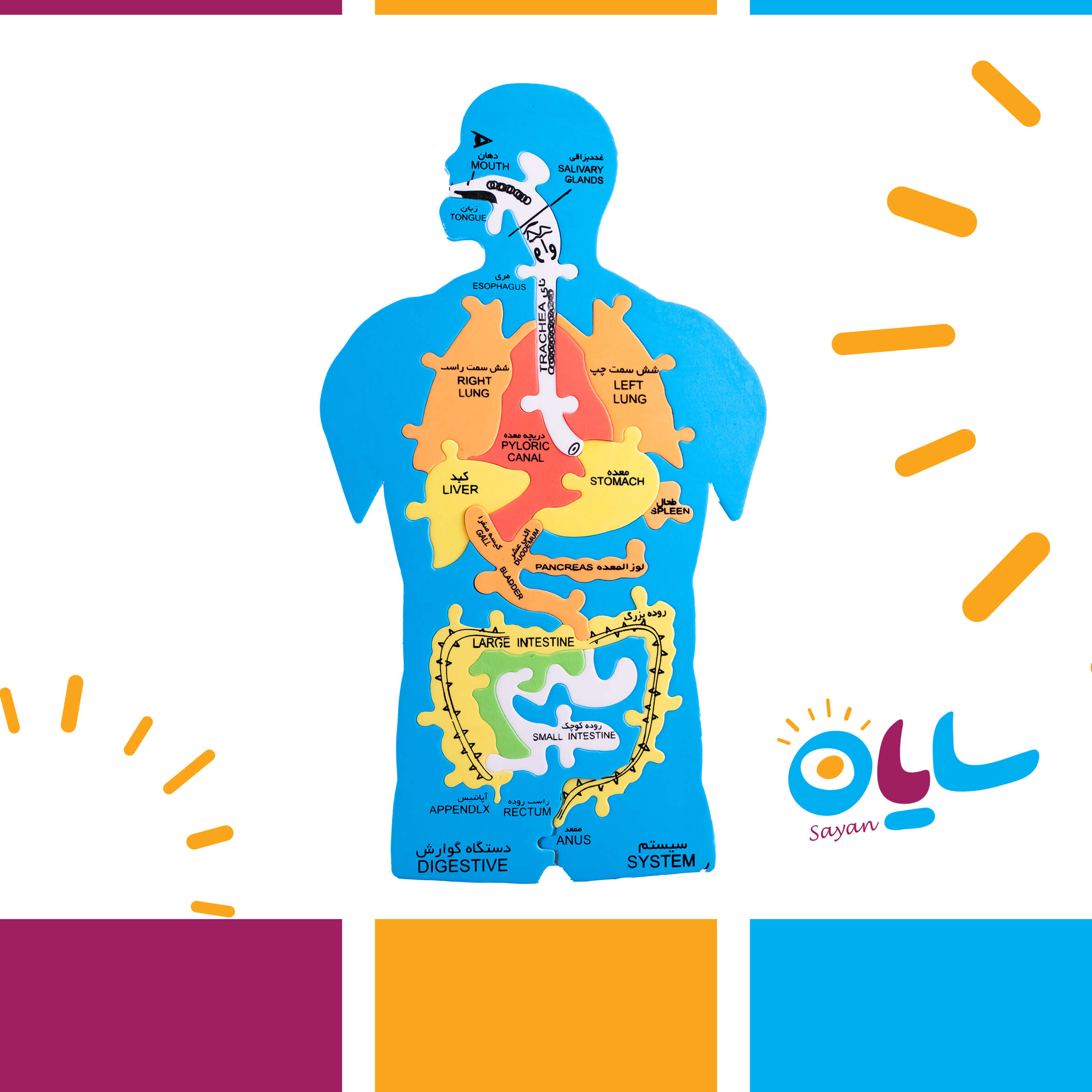 خرید پازل آموزشی بدن